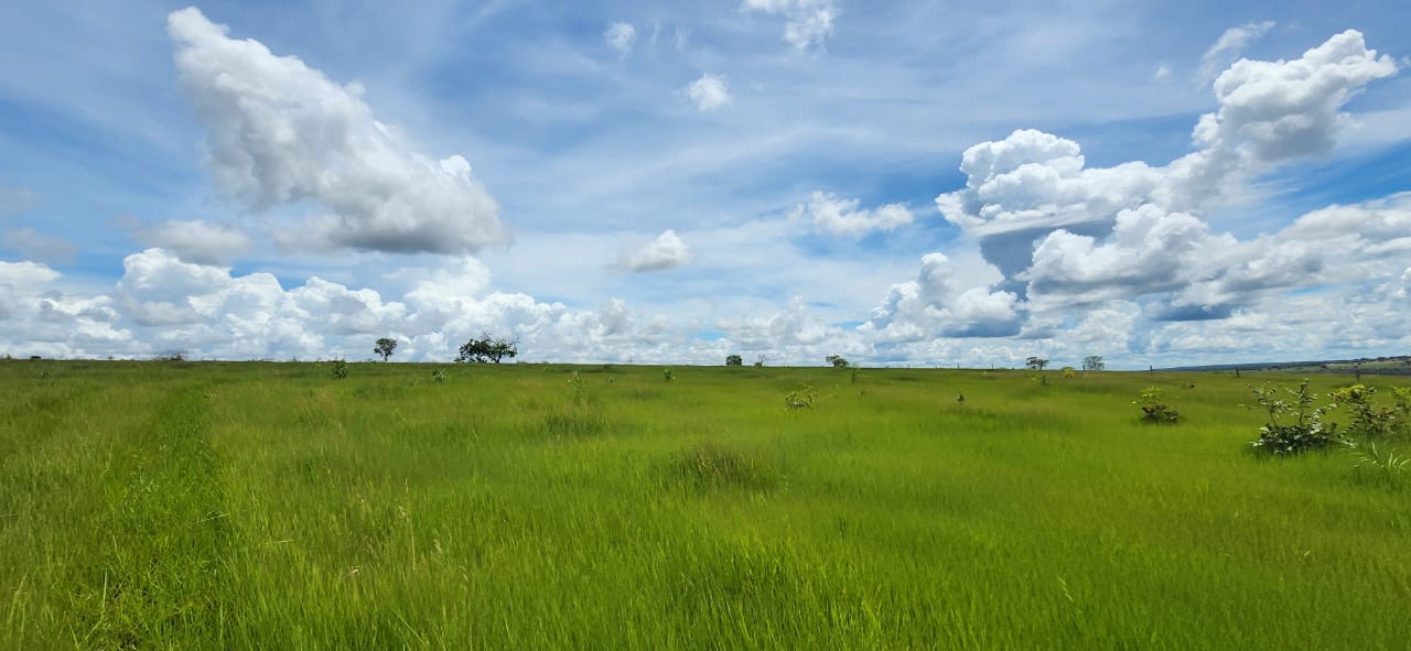 Fazenda de 35.500 ha Próxima a Nova Xavantina – MT com Potencial para Agricultura e Eucalipto